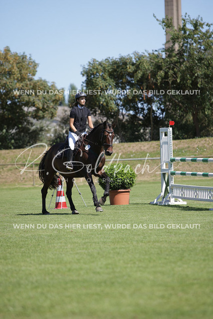 1J2A7897Milla Franke_ Kn111_ Fina 104_ Sukow | Foto- und Videografie für alles rund ums Pferd. Hochwertige Bilder und Videos vom Spring- und Dressurreiten, Voltigieren & mehr. Jetzt aktuelle Veranstaltungen und Preise im Shop ansehen. - Realisiert mit Pictrs.com