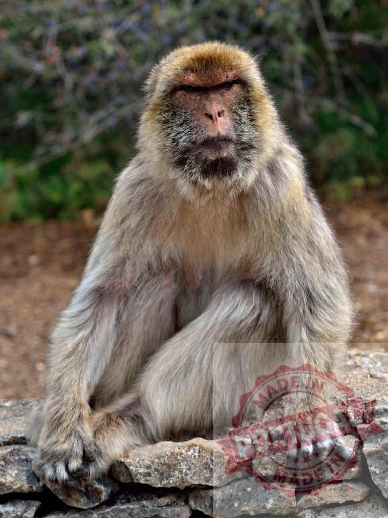 Barbary macaque sitting on a stone wall, looking imposing | Barbary macaque sitting and looking imposing on a stone wall in its natural habitat - Realized with Pictrs.com