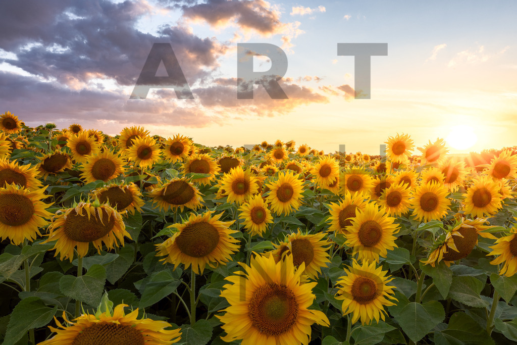 Ein Hans Fineart Original | Entdecke die Kunst von Hans Fineart - Fotografien für dein Zuhause. Verwandle deine Wände mit einzigartigen Kunstwerken und bringe die Schönheit der Welt in dein Leben. Bestelle jetzt und schaffe einen Ort der Inspiration und Eleganz.