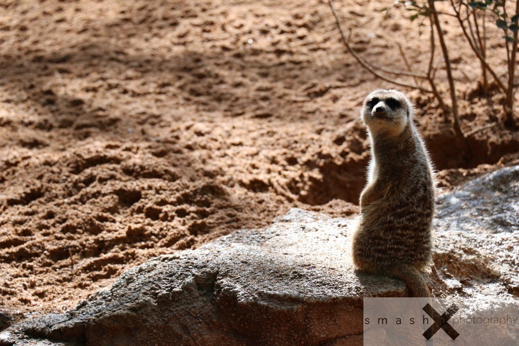 What? | smash-photography.com