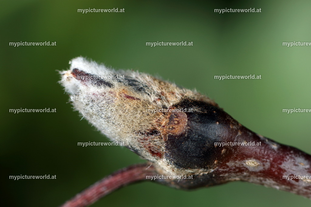 Vogelbeere-018 | Das Bilderarchiv über Tiere, Planzen und Landschaften. In der Bilddatenbank finden Sie ein große Auswahl an hochwertigen Bilder für Ihre Werbung - Realisiert mit Pictrs.com