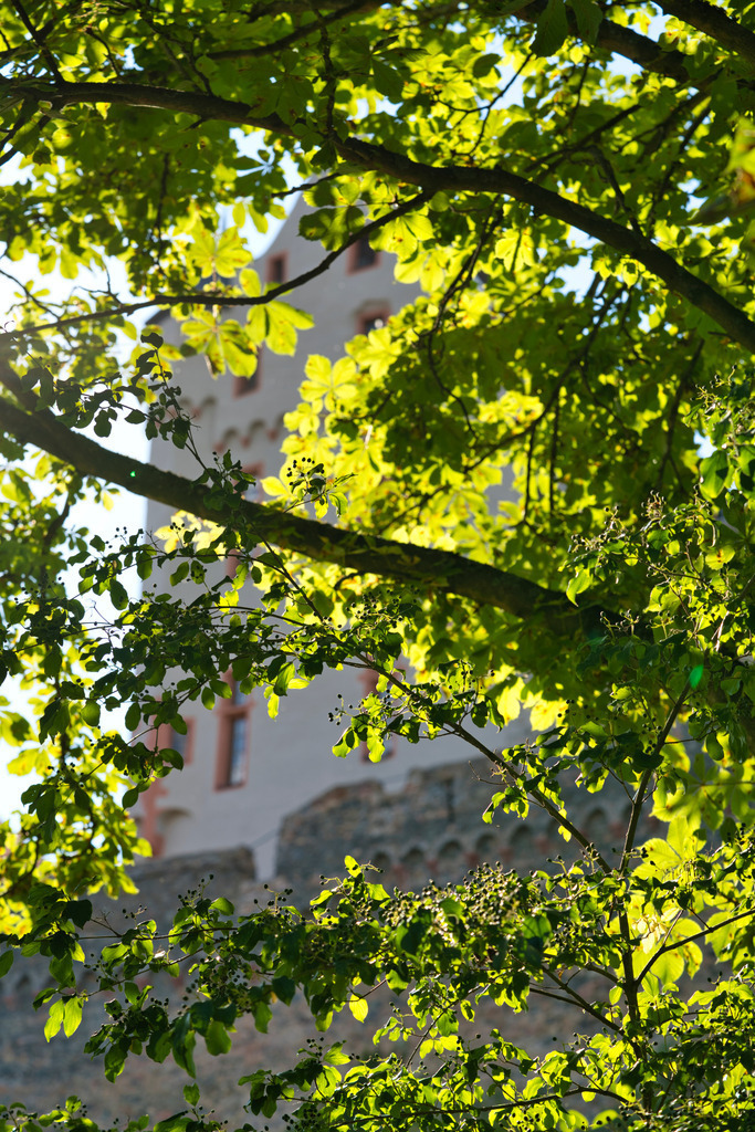 _DSC5355 | die schönsten Bilder aus Wald und Wiese, sowie Streifzüge durch den Garten mit der gesamten Blumen & Insektenwelt.   - Realisiert mit Pictrs.com