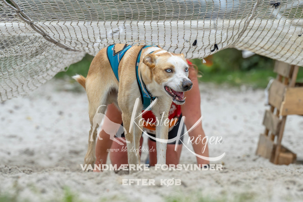 1032_ZZ94178 | kk-dogfotos