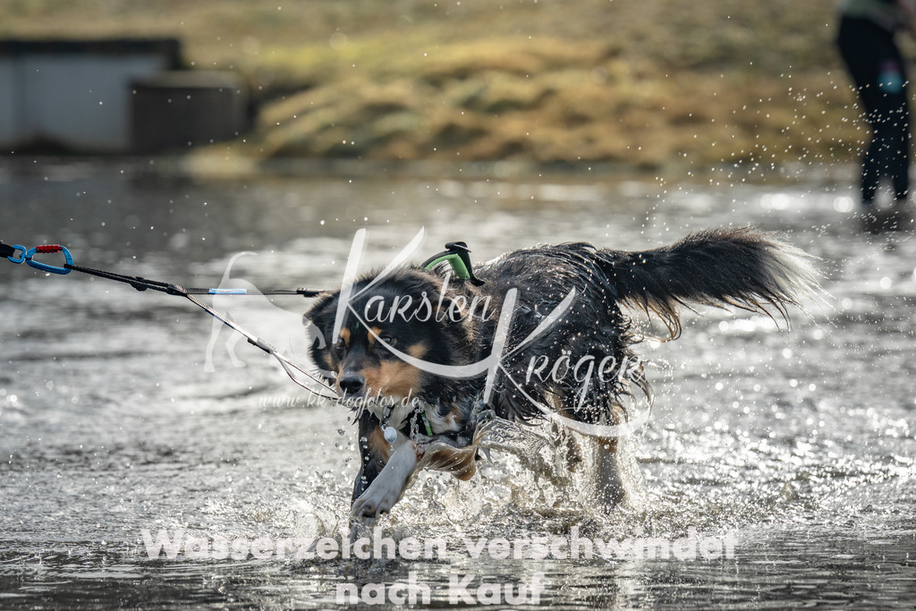 0944_ZZ93152 | kk-dogfotos