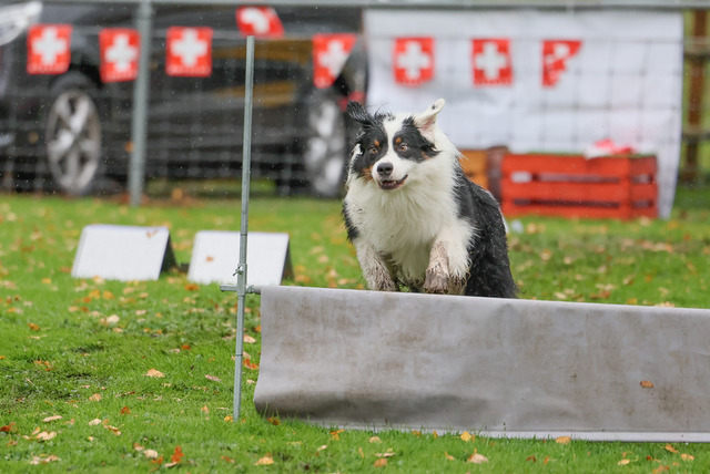 2025_Rally_Obedience_SM-259 | Ich fotografiere Hundeausstellungen, Sportanlässe, Zuchtstätten, Hundezucht, Hundeportrait, Lagotto - Realisiert mit Pictrs.com