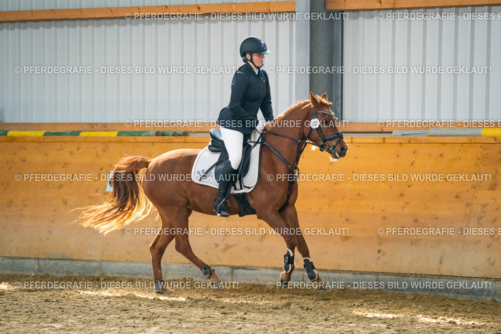 DSC01419 | Pferdegrafie