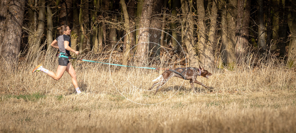 DV3A5704 | Hundefotografie, Tierfotograf, Pfotenfotografie, Fotoshooting Hund, Hunde Portrait, Hundesport, Hundeportraits, Heideshooting, Hunde, Sportfotograf, Hundefotograf, Turnierhundsport, THS,  - Realisiert mit Pictrs.com