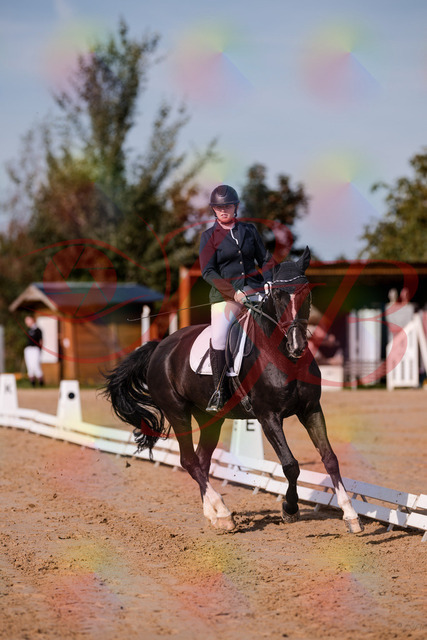 2026_10_03_Siefer-Hof_113744_Z81_81270269 | Professionelle Reitsport-, Turnier- und Eventfotografie von Robert Broda. Galerien mit ausgewählten und bearbeiteten Bildern direkt online ansehen und bestellen.