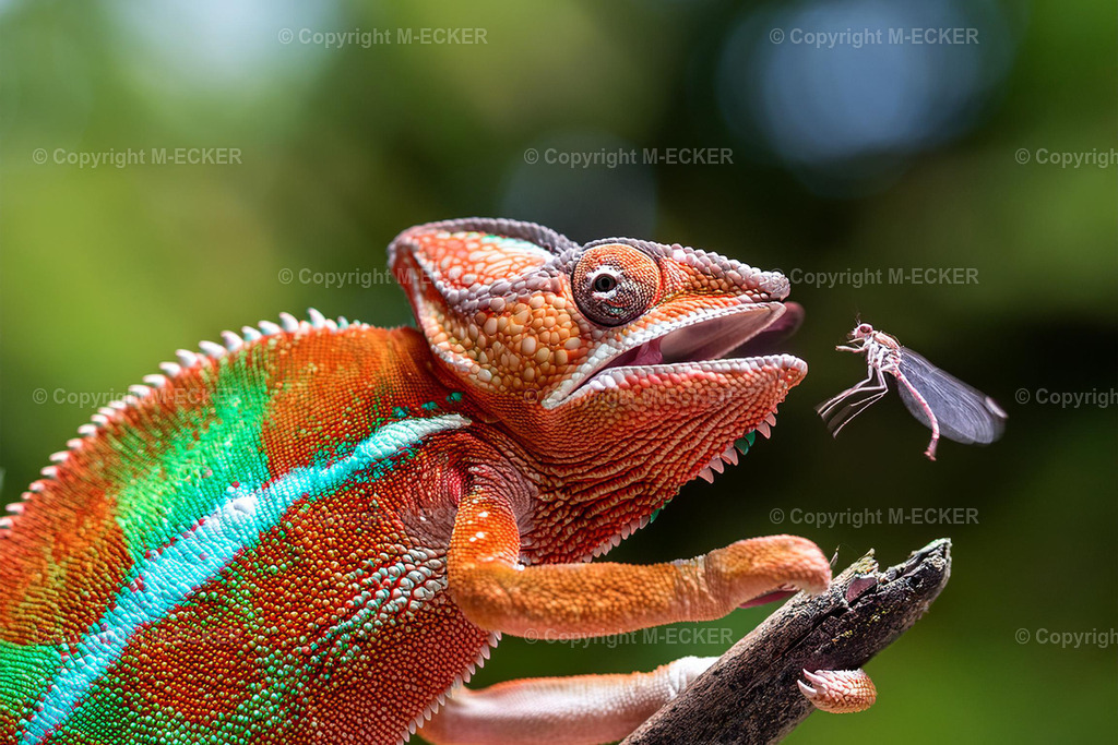 kameleon6jpg | Martin Ecker Fotograf Euratsfeld - Realisiert mit Pictrs.com