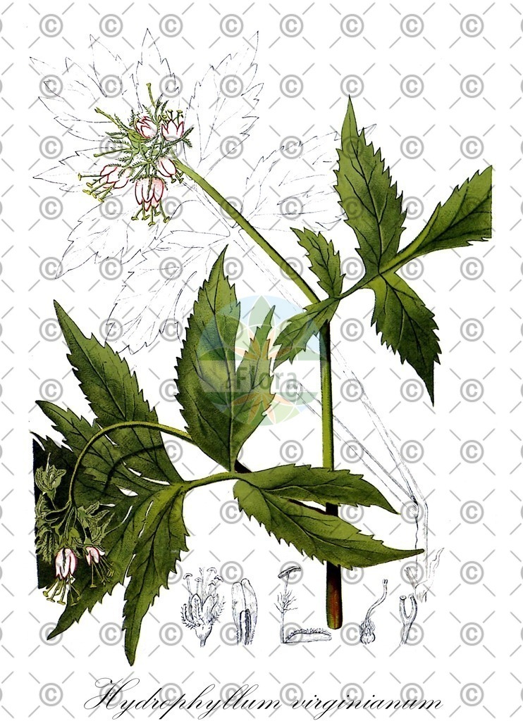 HistAbb_wfo-0001184183_1_ENZY_Simple | Historische Abbildung von Hydrophyllum virginianum - Boraginaceae | Historical Illustration of Hydrophyllum virginianum - Boraginaceae