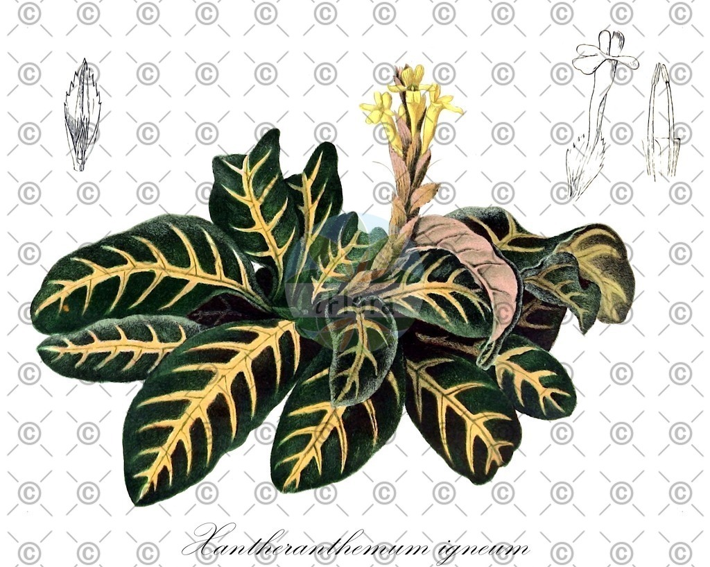 HistAbb_88CZ_3_ENZY_Simple | Historische Abbildung von Xantheranthemum igneum - Acanthaceae | Historical Illustration of Xantheranthemum igneum - Acanthaceae