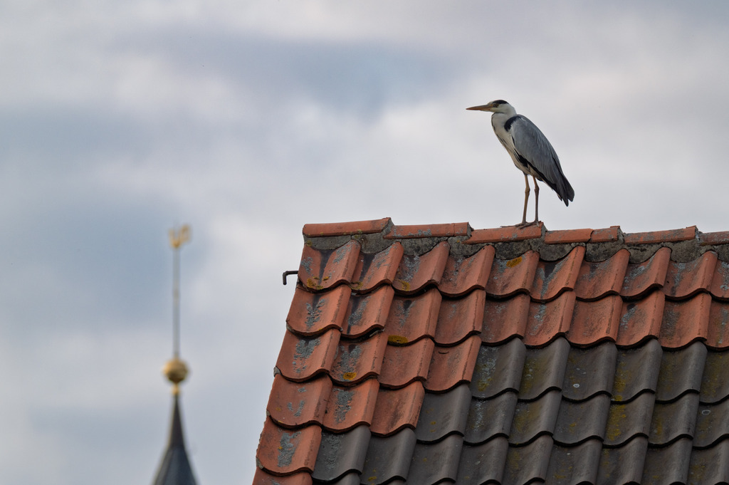 Graureiher auf dem Dach | pressefoto-homann - Realisiert mit Pictrs.com