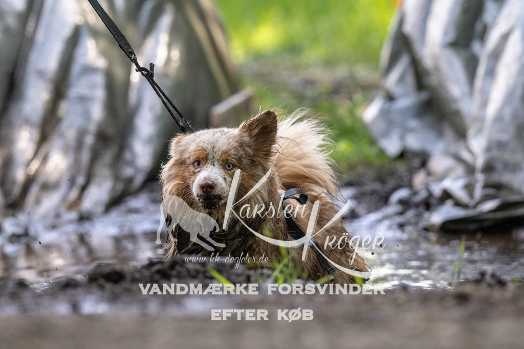 1204_ZZ91238 | kk-dogfotos