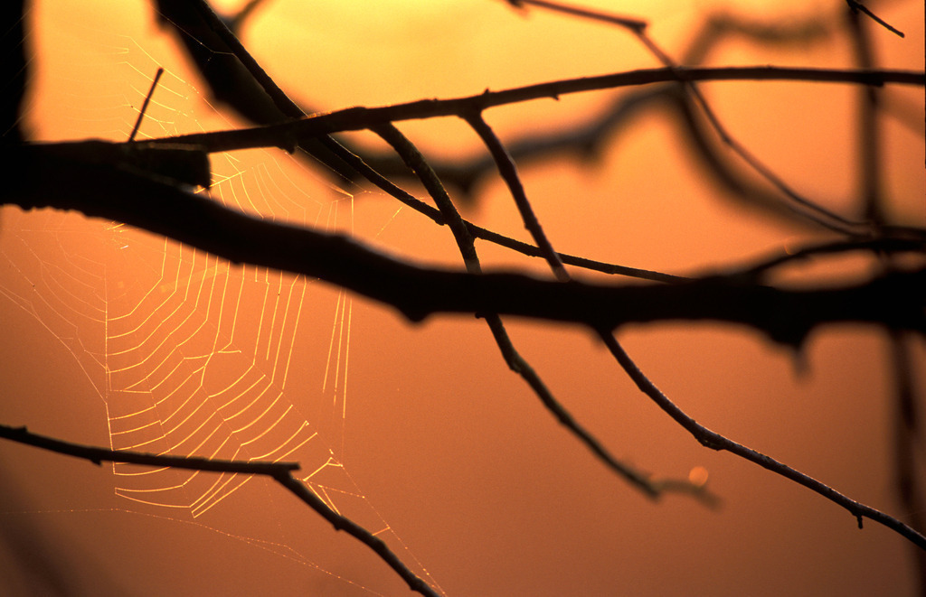 Spinnwebe im Abendlicht | Rohrspitz, Austria - December 09, 2009: Spinnwebe im Abendlicht. - Realisiert mit Pictrs.com