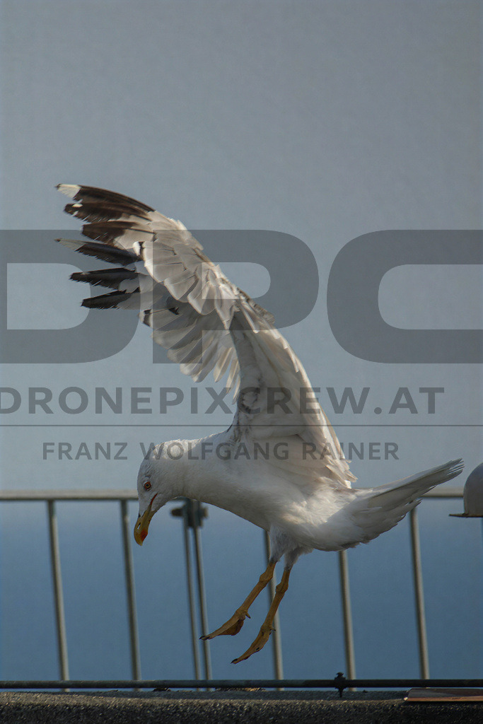 Yellow-legged Gull (Larus michahellis) | Yellow-legged Gull (Larus michahellis), a large gull species commonly found along Mediterranean coasts, rocky shorelines, harbours and coastal areas. - Realisiert mit Pictrs.com
