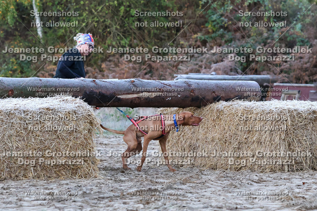 Dog Paparazzi - Strongdog 10-25-33 | Dog Paparazzi Jeanette Grottendiek Fotografie & Videografie - Realisiert mit Pictrs.com