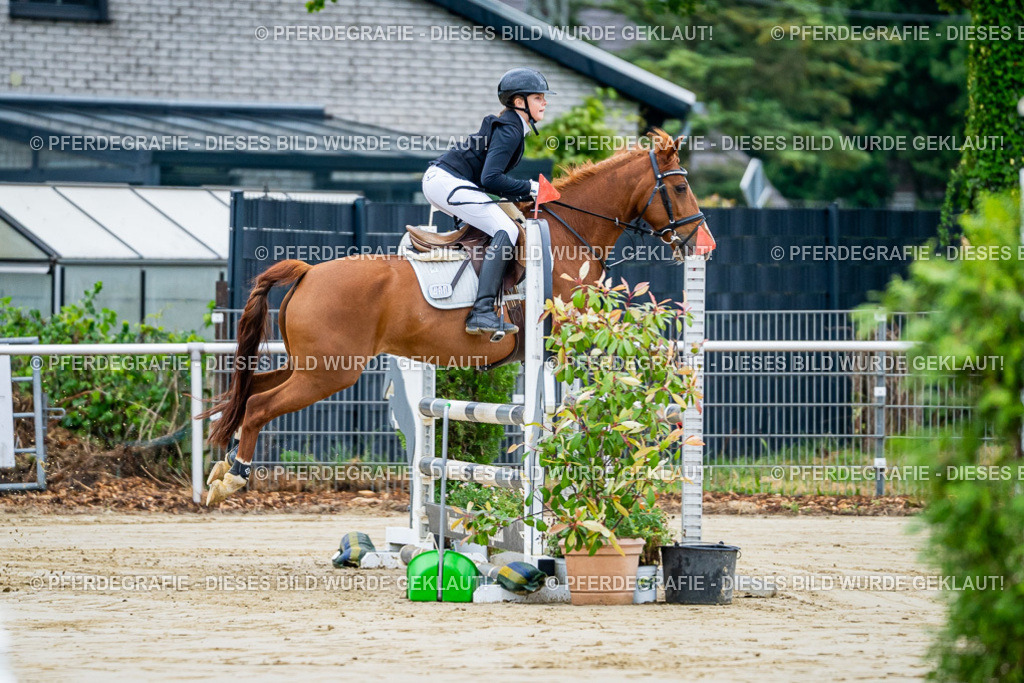 DSC01576 | Pferdegrafie