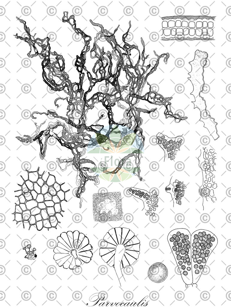 HistAbb_wfo-0000715125_1_ENZY_Simple | Historische Abbildung von Parvocaulis - Polyphysaceae (0) | Historical Illustration of Parvocaulis - Polyphysaceae (0)