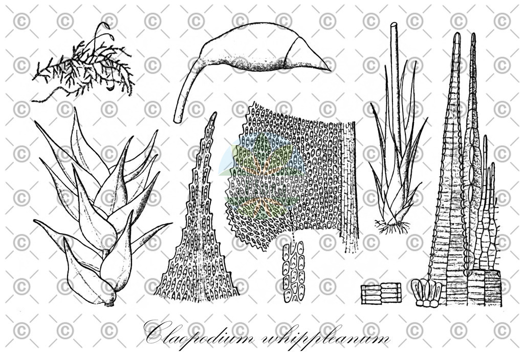 HistAbb_wfo-0001180634_2_ENZY_Simple | Historische Abbildung von Claopodium whippleanum - Brachytheciaceae | Historical Illustration of Claopodium whippleanum - Brachytheciaceae