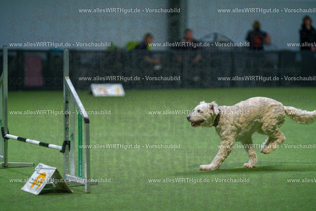 7R500789 | Professionelle Tierfotografie in Mönchengladbach von Daniel Wirth (allesWIRTHgut). Liebevolle & natürliche Bilder von Hunden & Katzen für unvergessliche Erinnerungen.
