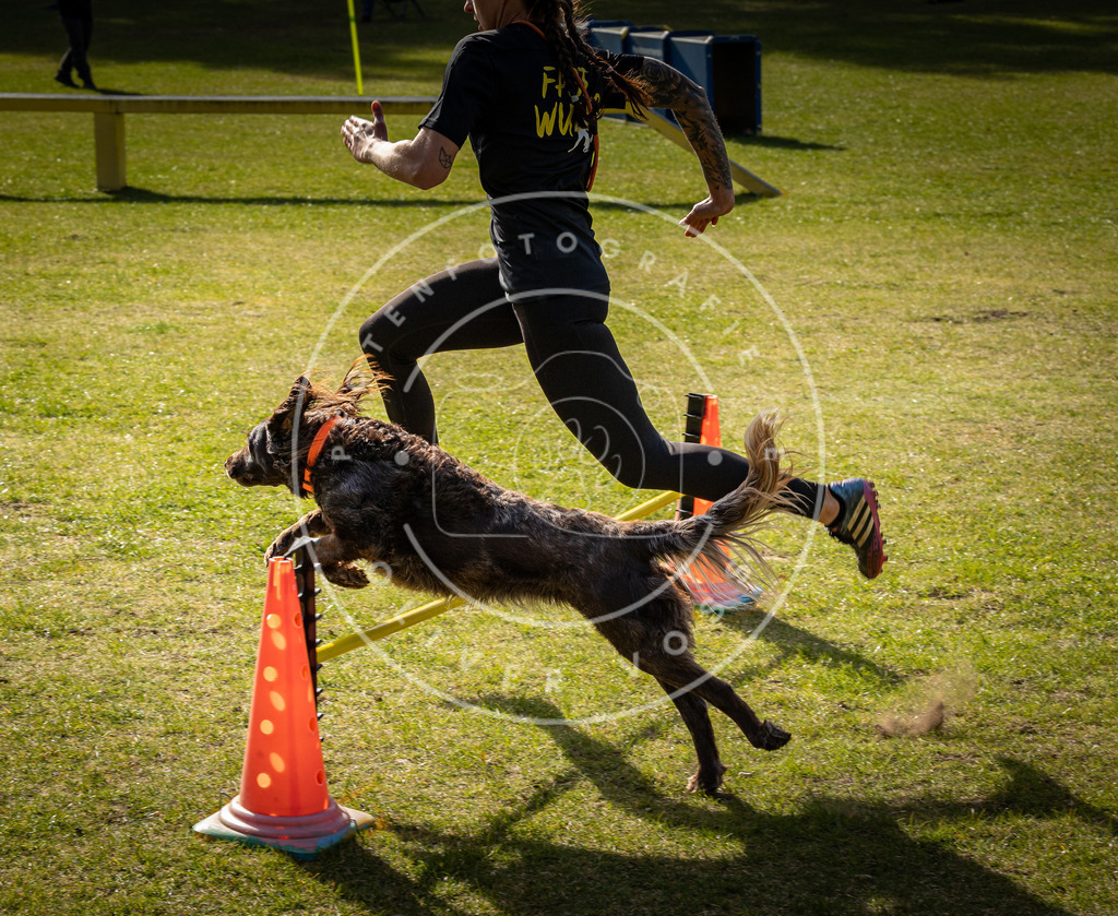 Pfotenfotografie_DV3A3072 | Hundefotografie, Tierfotograf, Pfotenfotografie, Fotoshooting Hund, Hunde Portrait, Hundesport, Hundeportraits, Heideshooting, Hunde, Sportfotograf, Hundefotograf, Turnierhundsport, THS,  - Realisiert mit Pictrs.com