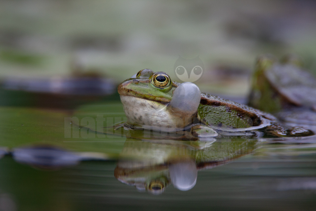 20080530114628 | Der Teichfrosch, ungenauer auch Wasserfrosch genannt, gehört innerhalb der Ordnung der Froschlurche zur Familie der Echten Frösche. - Realisiert mit Pictrs.com
