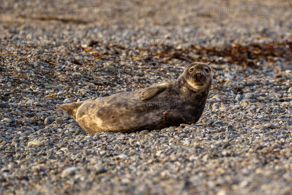 allesWIRTHwild.de - 7IV06288 | Entdecke die faszinierende Welt der Natur- und Wildlife-Fotografie von Daniel und Bärbel. Inspirierende Bilder von wilden Tieren und kleinen Naturwundern.