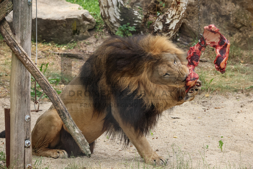 Lion Feeding at Tierpark Herberstein | A lion feeding at Tierpark Herberstein in Styria, Austria. The scene shows impressive big cats during feeding time and offers visitors a close look at the behavior, power and presence of lions in the zoo environment // Ein Löwe bei der Fütterung im Tierpark Herberstein in der Steiermark, Österreich. Die Szene zeigt die eindrucksvolle Großkatze während der Fütterungszeit und ermöglicht Besuchern einen hautnahen Einblick in das Verhalten, die Kraft und die Präsenz der Löwen in der Zooumgebung. - Realisiert mit Pictrs.com