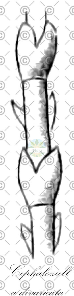 HistAbb_3KMH_6_ENZY_Simple | Historische Abbildung von Cephaloziella divaricata - Cephaloziellaceae | Historical Illustration of Cephaloziella divaricata - Cephaloziellaceae