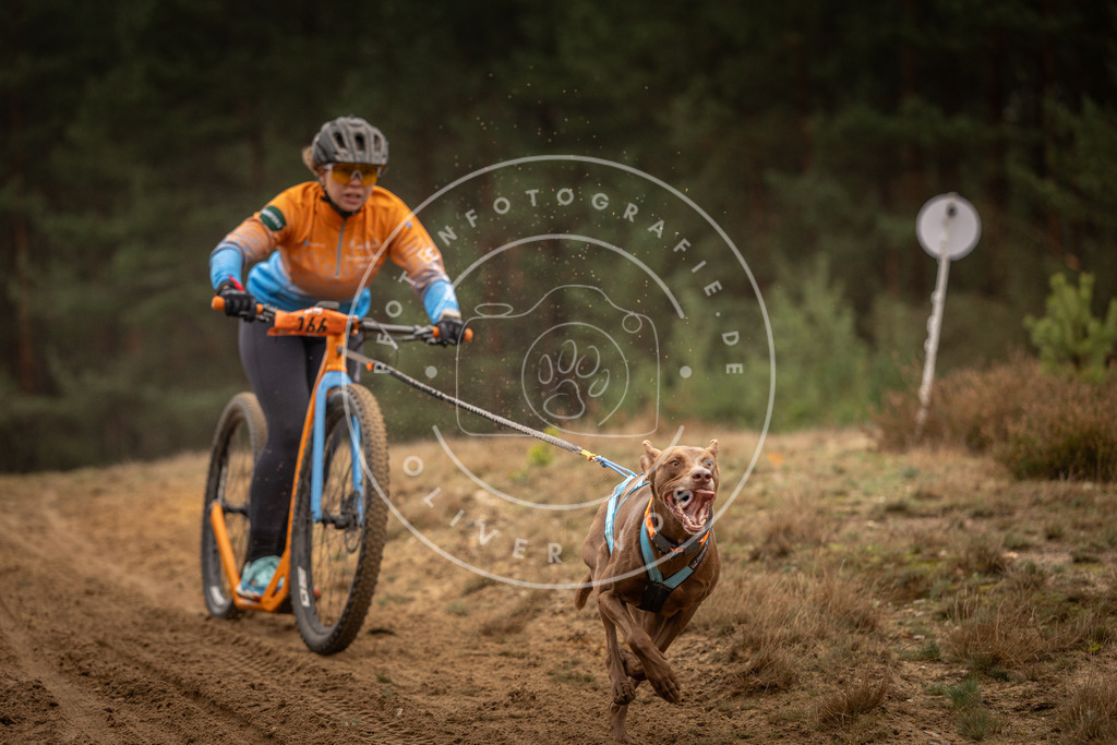Pfotenfotografie_DV3A4417 | Hundefotografie, Tierfotograf, Pfotenfotografie, Fotoshooting Hund, Hunde Portrait, Hundesport, Hundeportraits, Heideshooting, Hunde, Sportfotograf, Hundefotograf, Turnierhundsport, THS,  - Realisiert mit Pictrs.com
