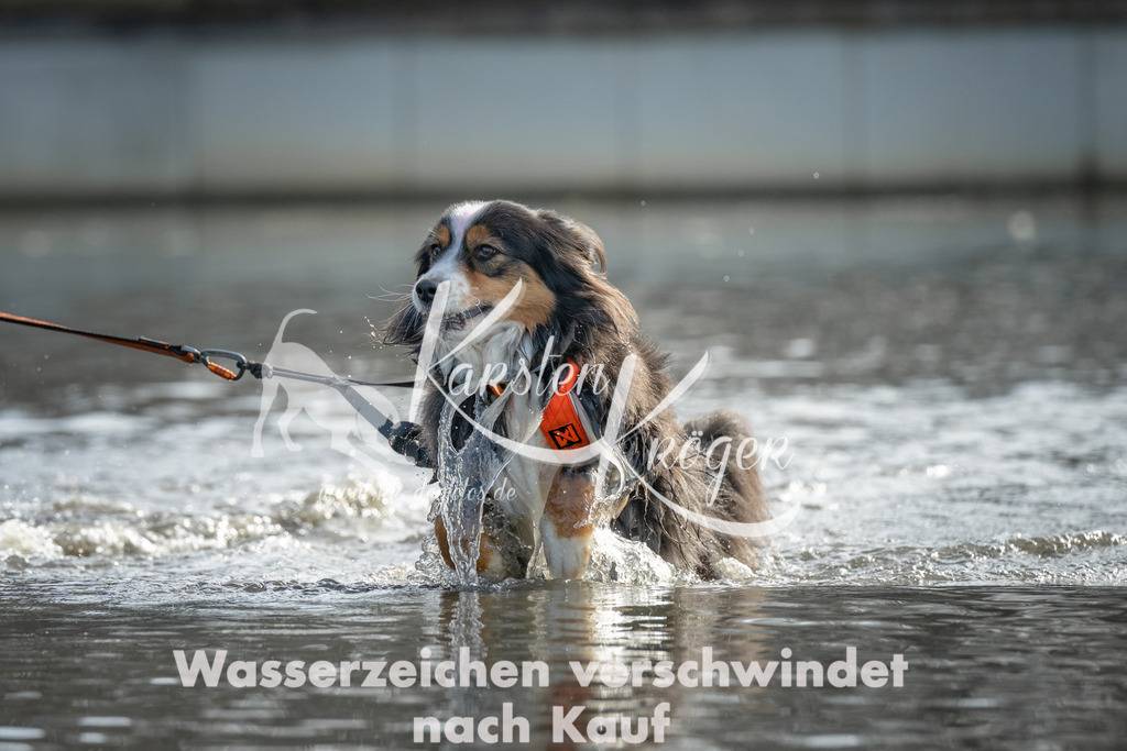 1051_ZZ90160 | kk-dogfotos