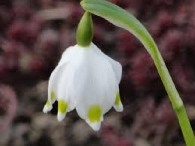Märzenbecher | Verkauf von Fotos und  Videoclips zumThema Natur.Motive sind Pflanzen, Tiere, Landschaftenund Wetter - Realisiert mit Pictrs.com