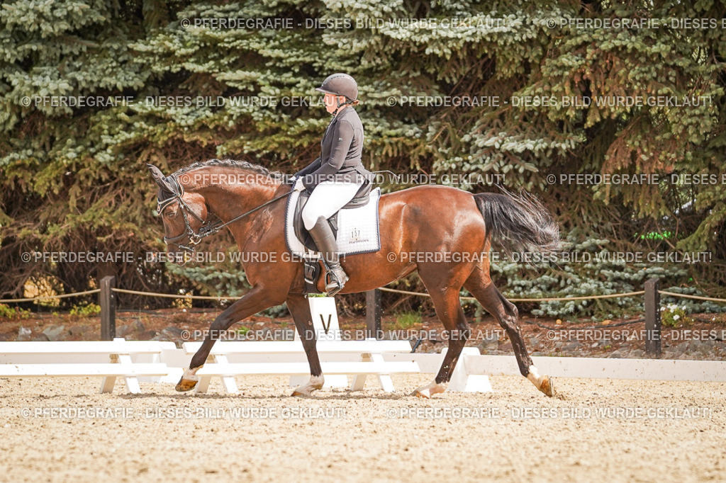 DSC01537 | Pferdegrafie