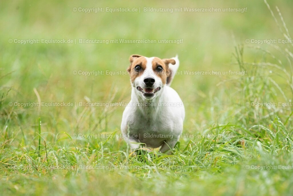 20210728_Jack-Russel_0019 | Foto: Thomas Hartig