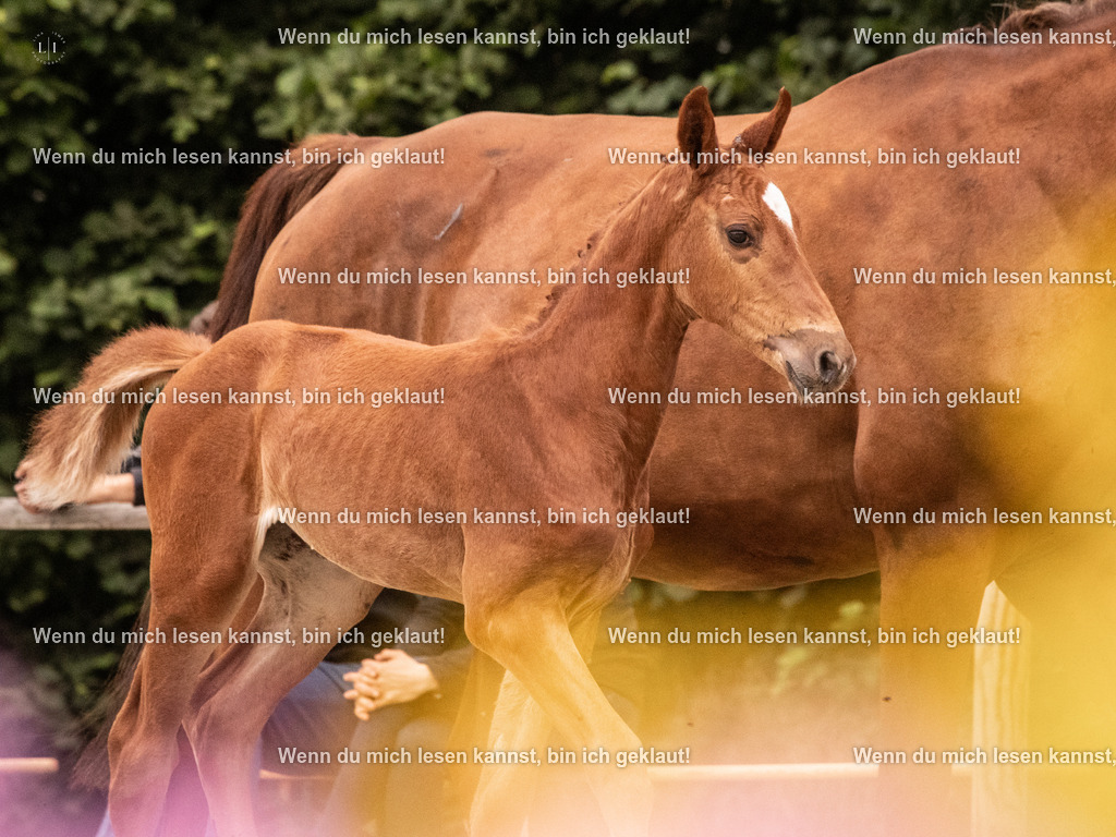 A10I4272 15.58.11 | photographylinaismer - Realisiert mit Pictrs.com