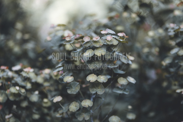 natur 6000x4000 (3) Kopie | andreasojkafotografie - Realisiert mit Pictrs.com