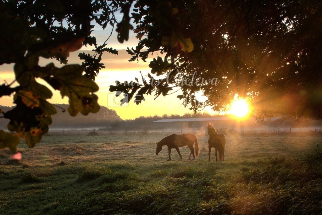 Pferde im Sonnenaufgang | Der Onlineshop für malerische Fotografien aus dem Landkreis Vechta✅ Premium Druck auf Leinwand✅ Acryl✅ oder Alu-Dibond✅➤Jetzt Bestellen! - Realisiert mit Pictrs.com