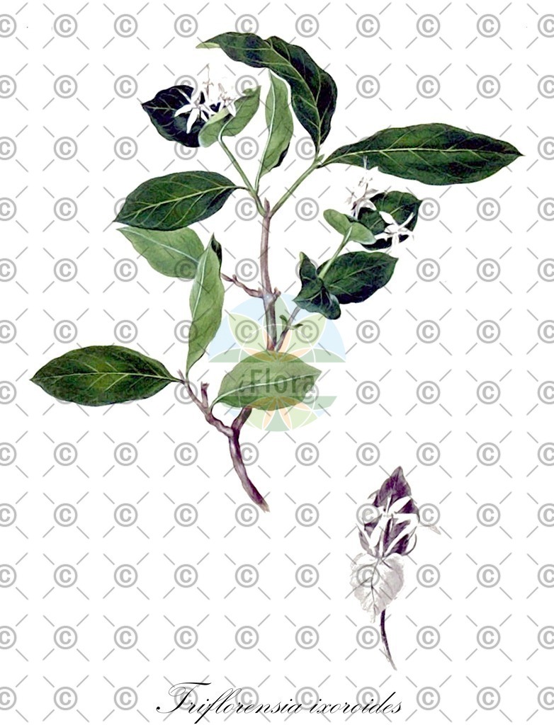 Histabb_EMP_21525_SRC_Koehler_1887_SIMPLE | Historische Abbildung von Triflorensia ixoroides - Rubiaceae | Historical Illustration of Triflorensia ixoroides - Rubiaceae