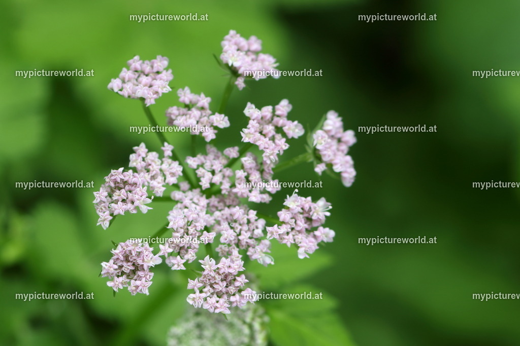 Wimper-Kälberkropf-006 | Das Bilderarchiv über Tiere, Planzen und Landschaften. In der Bilddatenbank finden Sie ein große Auswahl an hochwertigen Bilder für Ihre Werbung - Realisiert mit Pictrs.com