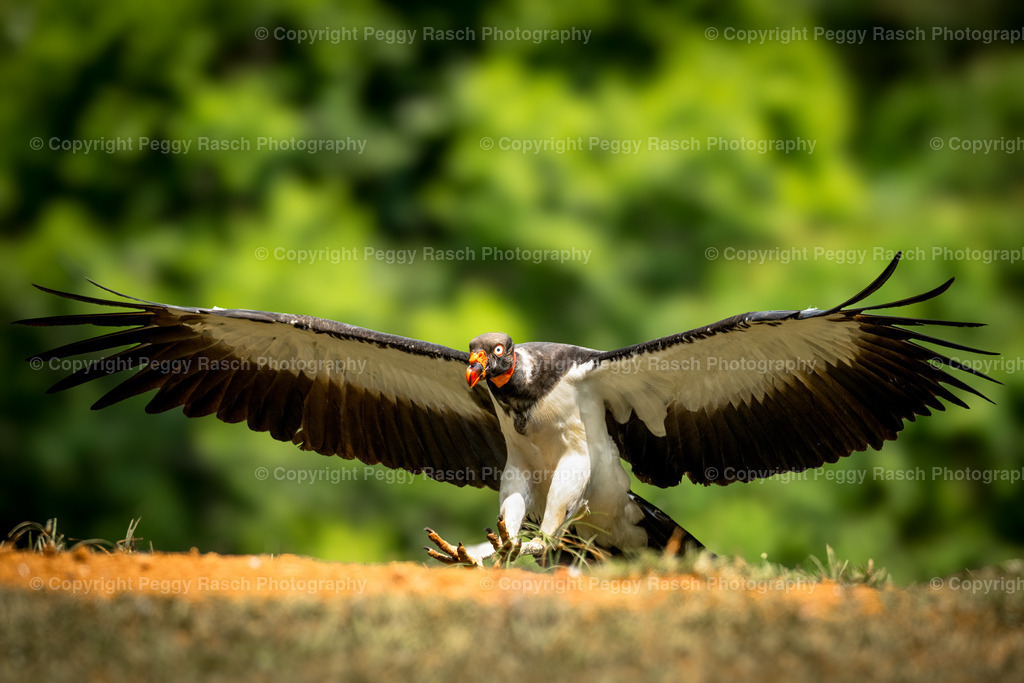 Königsgeier (7) | PeggyRaschPhotography - Realisiert mit Pictrs.com