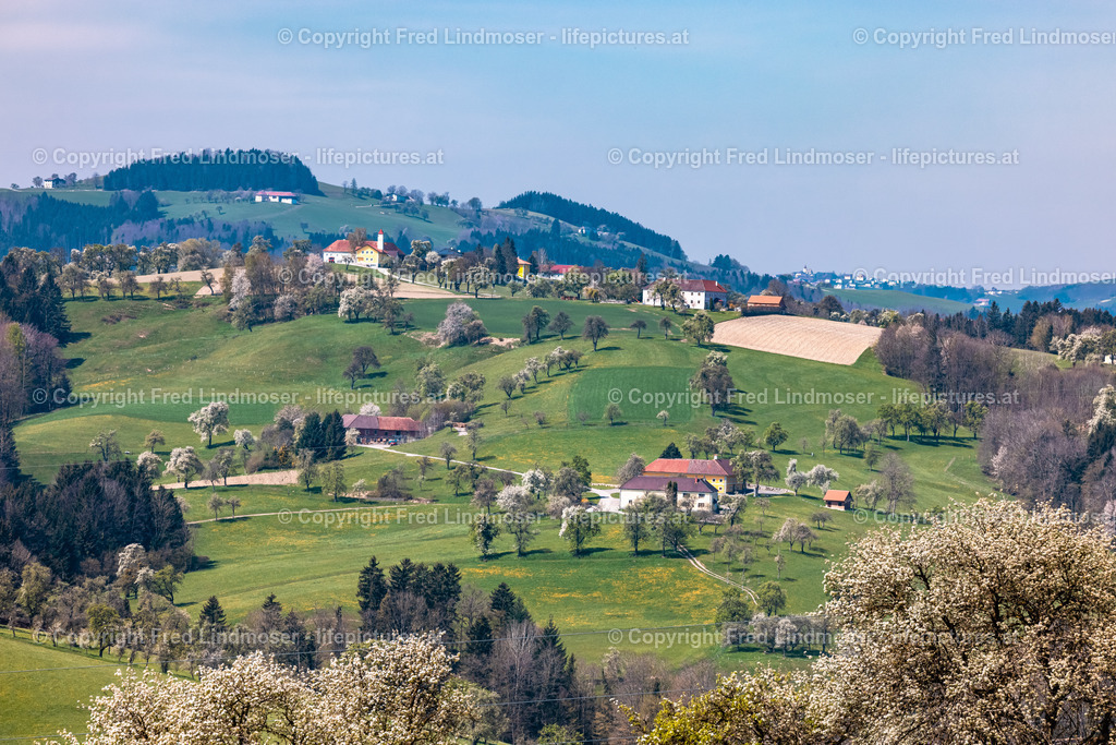 Birnbaumblute Mostviertel 28042021-3176 | Fotos und Fotoprodukte - Realisiert mit Pictrs.com