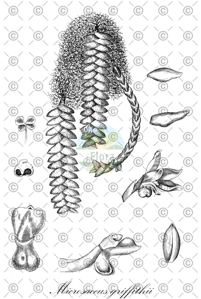 HistAbb_wfo-0000006391_1_ENZY_Simple | Historische Abbildung von Microsaccus griffithii - Orchidaceae | Historical Illustration of Microsaccus griffithii - Orchidaceae