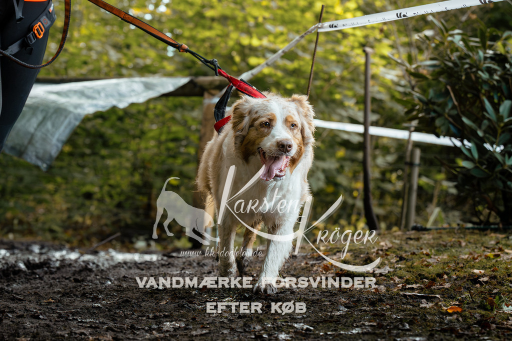 1415DZ6_1394Z6 | kk-dogfotos
