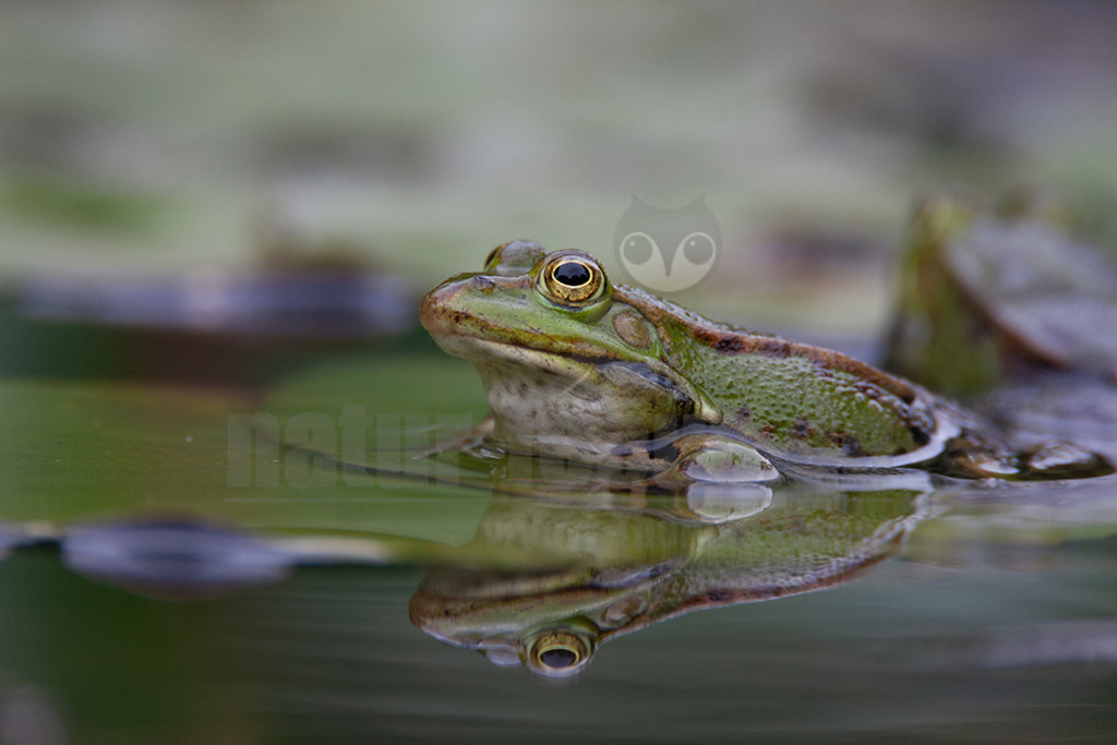 20080530114619 | Der Teichfrosch, ungenauer auch Wasserfrosch genannt, gehört innerhalb der Ordnung der Froschlurche zur Familie der Echten Frösche. - Realisiert mit Pictrs.com