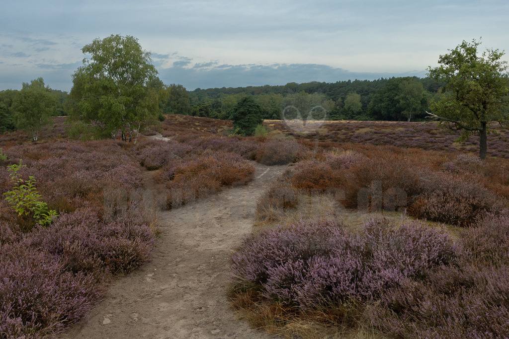 R5M20163_20260828 | Das Bild zeigt eine weitläufige Heidelandschaft, die von einem schmalen, unbefestigten Wanderweg durchzogen wird. Im Vordergrund und Mittelgrund dominieren dichte Büsche von Heidekraut, das teilweise in leuchtendem Lila blüht und teilweise bereits eine rötlich-braune Färbung angenommen hat. Links im Bild steht eine markante Birke mit heller Rinde und grünen Blättern, während rechts ein weiterer Baum mit dunklerer Rinde zu sehen ist. Im Hintergrund erstreckt sich eine dichte Waldlinie unter einem bewölkten, grauen Himmel. Die Szene vermittelt eine ruhige und natürliche Atmosphäre, typisch für eine Heidelandschaft im Spätsommer oder frühen Herbst. - Realisiert mit Pictrs.com