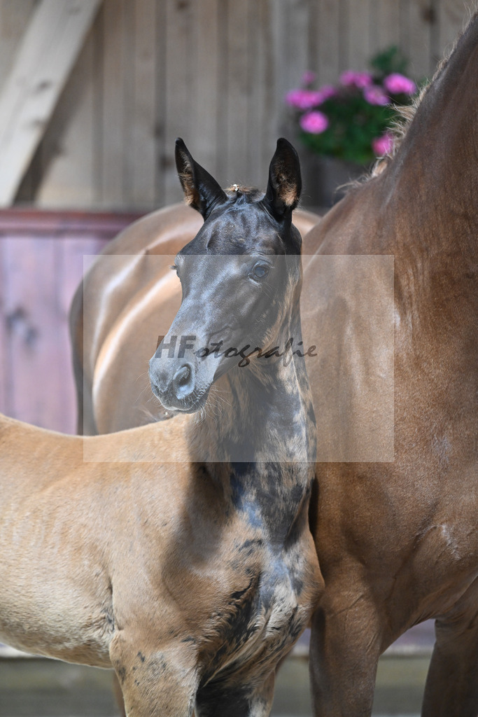 Kat-Nr. 24 SF Bon Esprit x Samico_Haarmann_32240096 | hf-fotografie - Realizzato con Pictrs.com