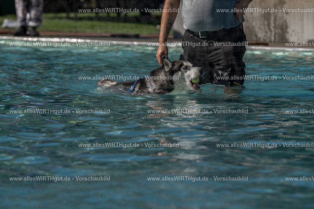 Hundeschwimmen_Volksbad_2026-allesWIRTHgut_Tierfotografie-2609061246-FAY06566 | Professionelle Tierfotografie in Mönchengladbach von Daniel Wirth (allesWIRTHgut). Liebevolle & natürliche Bilder von Hunden & Katzen für unvergessliche Erinnerungen.