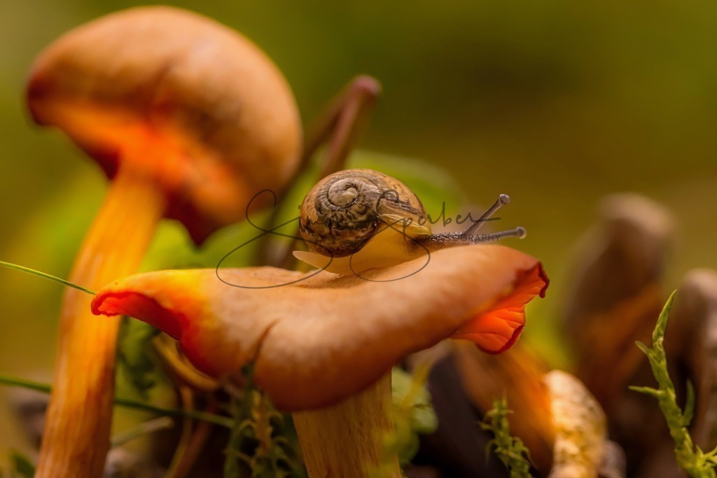 Schneckenpost | Simone Sperber, svb-photography,Fotografin,Bilddesignerin,Naturfotografie,Macrofotografie,Tierfotografie,Wildtierfotografie,Ausstellungen,Auftragsfotografie,Kunst,Art,Photographer,Shootings,Bildberatbeitung,Galerie,Shop