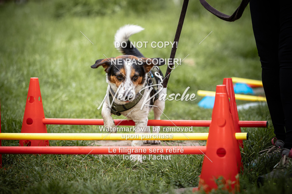 nelerasche_So-earlydog_06 | nelerasche