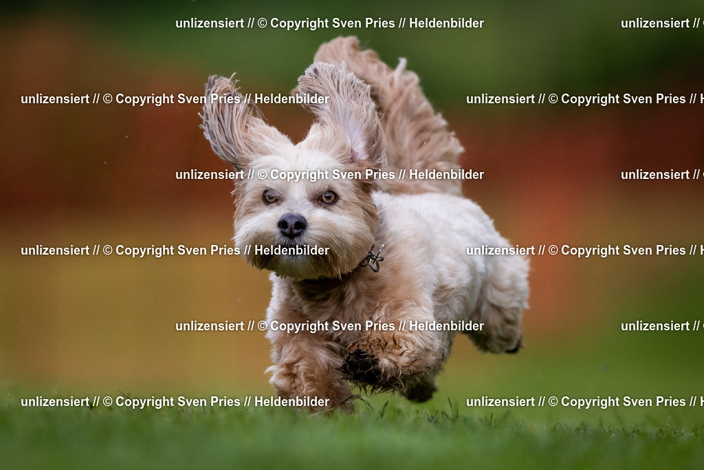 Sven Pries | 2024-04-21 - Hunderennen Baden-Oos
Foto: Sven Pries - Realisiert mit Pictrs.com